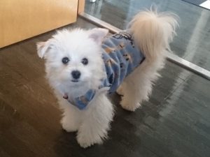 おニュ～のお洋服