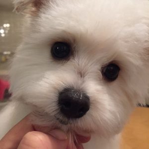 出張トリミングの理由