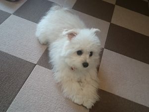 お留守番でしょんぼり