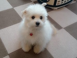 晩御飯～次ボクの番？