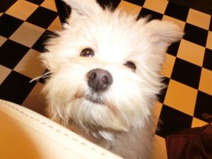 新しいデジカメ