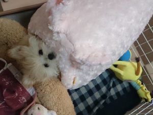 最後のうさぎハウス