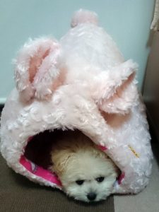 くりん生後2か月半2