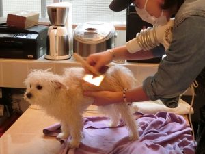 出張トリミング～ドライヤー