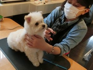 出張トリミング～カット