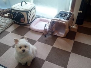 新しいクレート