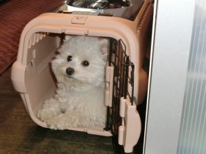 ピンポンクレートの練習