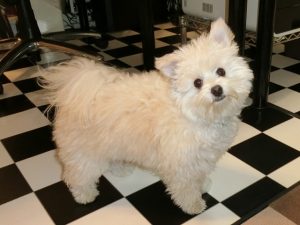 くりん1歳の誕生日！