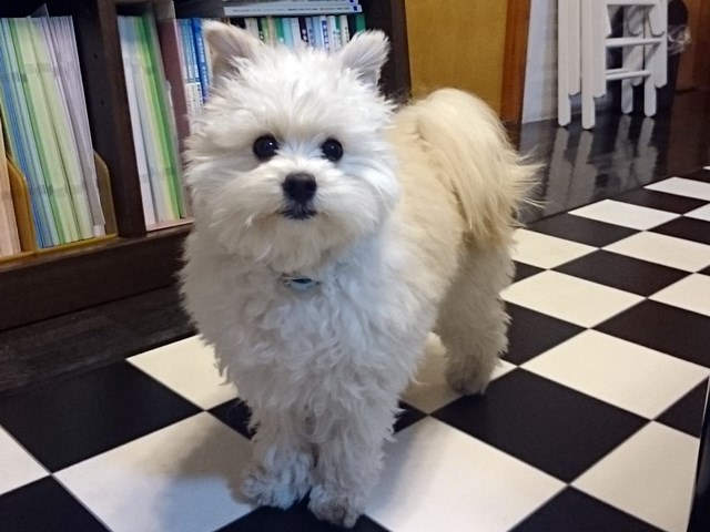 まさか、食糞！？