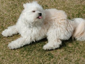 crin-anicopark20160306-1