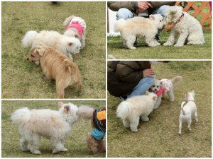 crin-anicopark20160306-2