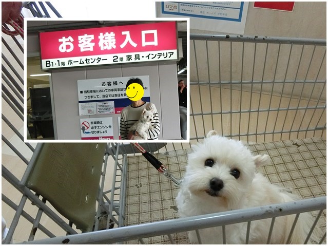 ホームセンター初体験