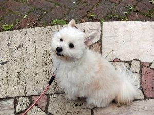 蚕糸の森公園_くりん01