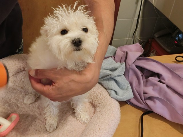 業務用ドライヤー