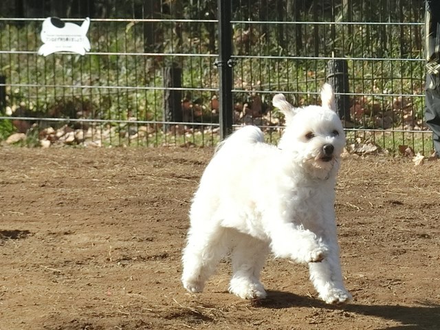 蘆花恒春園のドッグラン②