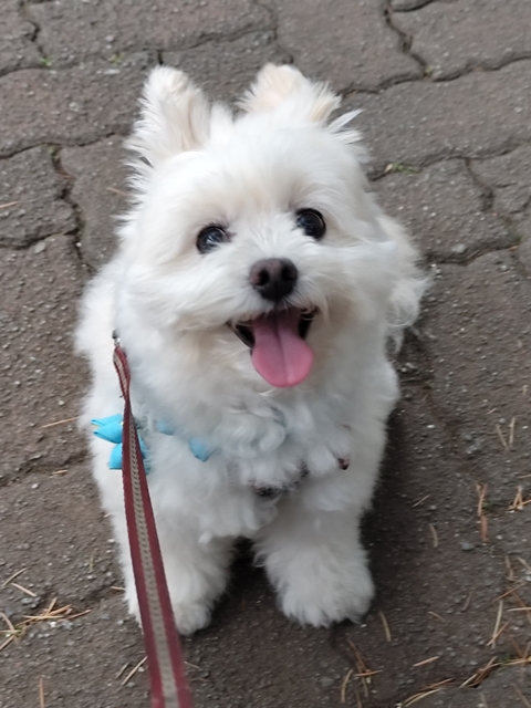 ブログ再開のご挨拶